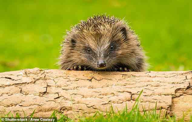 Experten der British Hedgehog Preservation Society haben davor gewarnt, dass Igel häufig Holzstapel als Orte nutzen, an denen sie während ihres Winterschlafs warm und trocken bleiben