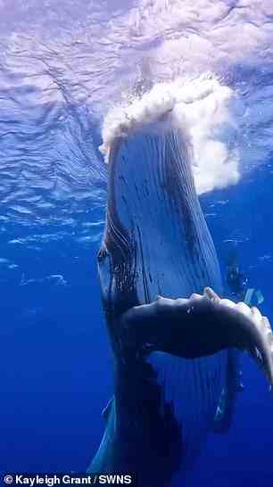 Der majestätische Wal schwamm auf die Gruppe zu