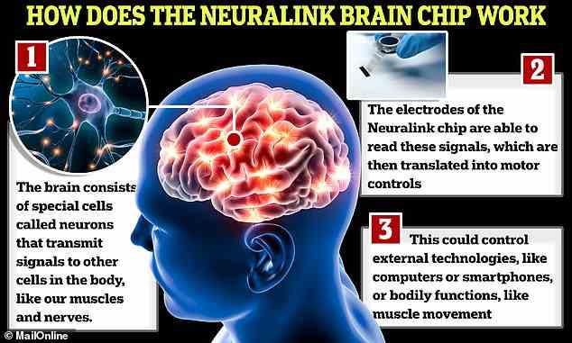 The electrodes of the Neuralink chip are able to read these signals, which are then translated into motor controls. This could control external technologies, like computers or smartphones, or bodily functions, like muscle movement