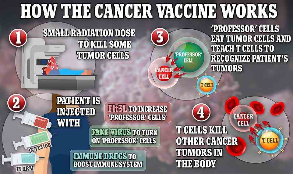 The vaccine therapy has four components. Firstly, four small doses of radiation over two days kill some of the tumor cells. This creates dead matter — an essential element for most vaccines. The patient is then injected with Flt3 ligand (Flt3L) to increase the number of 'professor' cells produced by the body and a fake virus to switch on the 'professor' cells. They will destroy the tumor cells and teach the T cells what to be on the lookout for. The T cells will then look for other tumor cells in the body