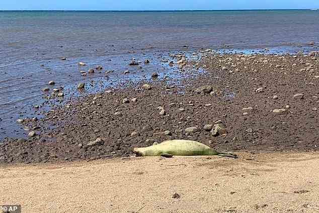 Die National Oceanic and Atmospheric Administration (NOAA) gab im Dezember 2021 bekannt, dass ein junges Seehundweibchen, das im September auf der Insel Molokai tot aufgefunden wurde, durch einen Schuss in den Kopf hingerichtet wurde