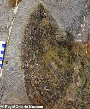 Der Zuul-Curivastator wird als gepanzerter Dinosaurier beschrieben, da sein Körper vollständig mit Knochenplatten unterschiedlicher Form und Größe bedeckt ist.  Im Bild: Unbeschädigter Flankenstachel von Zuul