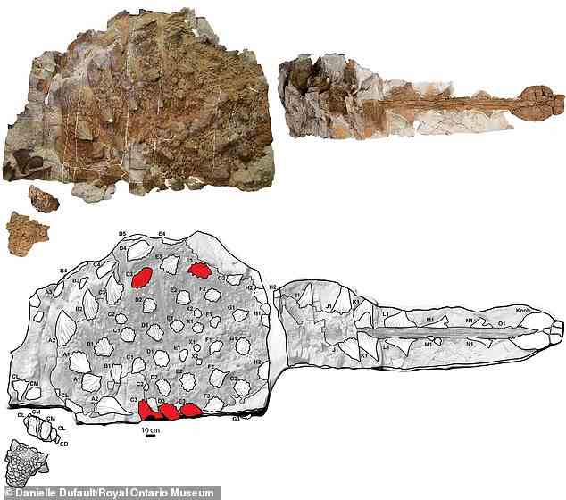 Ein Zuul-Crivastator-Exemplar hat Knochenplatten entlang seiner Flanken, die anscheinend einmal gebrochen waren (rot abgebildet), und ihre Position deutet darauf hin, dass dies das Ergebnis eines Schlags mit der Schwanzkeule eines anderen Dinosauriers war