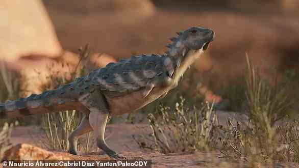 Paläontologen sagen, dass Jakapil Kaniukura wie ein primitiver Verwandter von Ankylosaurus oder Stegosaurus aussieht und möglicherweise eine ganze Reihe von Arten repräsentiert, die der Wissenschaft bisher unbekannt waren