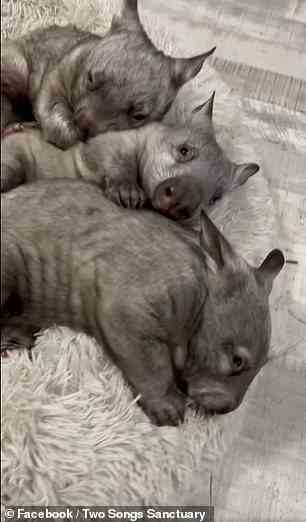The Sanctuary teilte entzückende Bilder der anderen drei verwaisten Wombats, die miteinander kuschelten