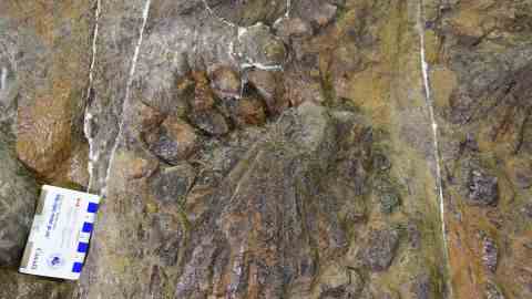 Auf der rechten Seite des Fossils ist ein verletzter Stachel zu sehen, der im Laufe der Zeit verheilt ist.
