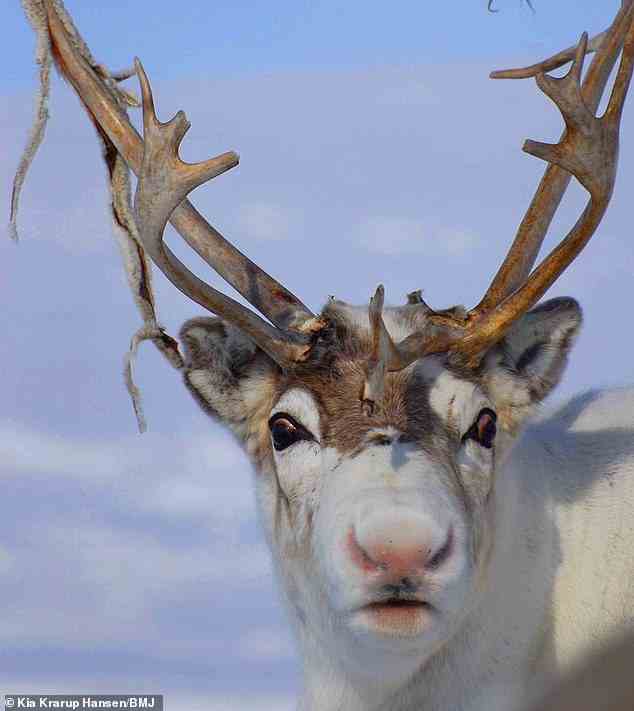 Real reindeer, that live in areas of Arctic tundra across the world, have light pink noses that are usually completely covered in light brown or white fuzz