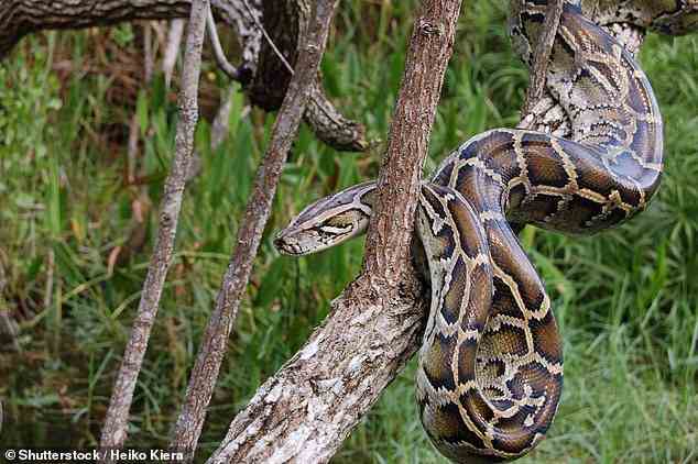 In 2005, researchers discovered that Burmese pythons experience a 40 per cent increase in heart muscle mass within 48 hours of feeding (stock image)