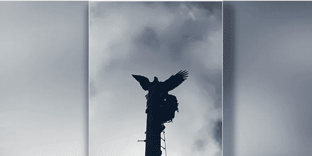 Ein Retter schafft es auf die Spitze eines 120er-Turms, um den Adler zu retten.