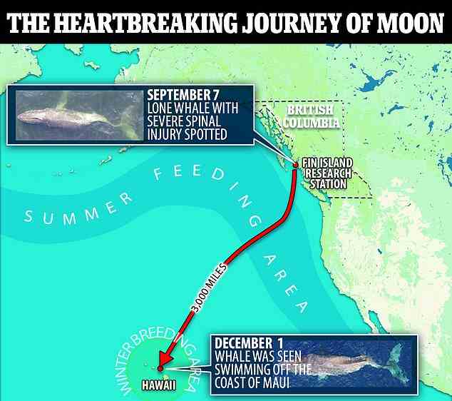 Der Wal trotzte allen Widrigkeiten, als er seine jährliche Wanderung von Kanada nach Hawaii beendete