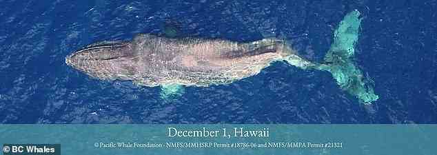 Die Verletzung, die wahrscheinlich durch einen Bootsstreik verursacht wurde, hinderte den Wal nicht daran, seine jährliche Wanderung nach Hawaii zu unternehmen