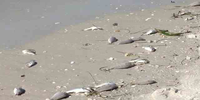 Ungefähr 1.500 Pfund toter Fisch wurden von St. Pete Beach entfernt, als die Behörden auf ein kürzliches Fischsterben bei Roter Flut reagierten.