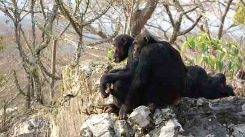 Zwei erwachsene männliche Schimpansen in einem trockenen Waldgebiet im Issa-Tal.