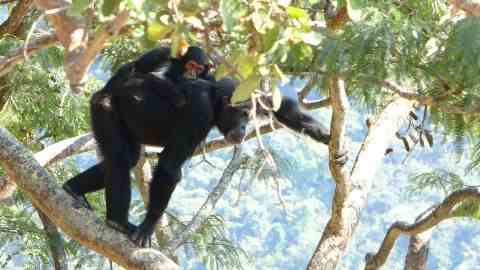 Ein weiblicher Schimpanse, der einen jungen Schimpansen durch Wald trägt.
