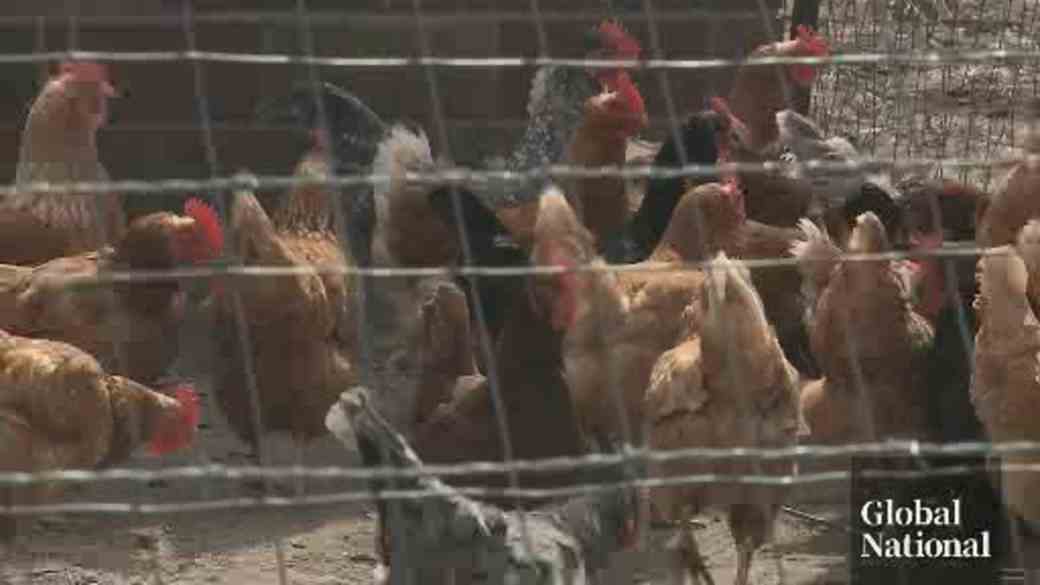 Klicken Sie hier, um das Video abzuspielen: „Der Ausbruch der Vogelgrippe fordert einen hohen Tribut von den Bauern in BC“