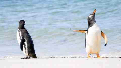 Jennifer Hadley hat dieses Foto von einem Magellan-Pinguin (links) und einem Eselspinguin auf den Falklandinseln gemacht.
