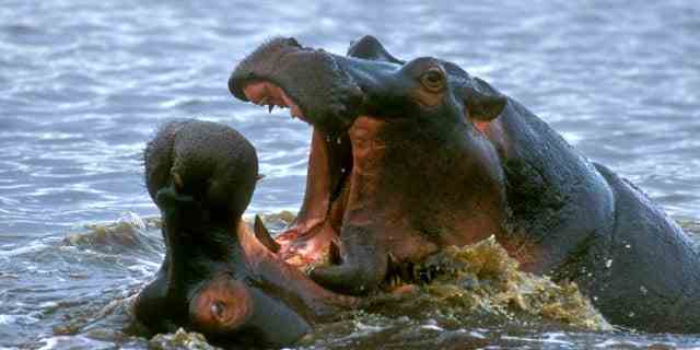 Zwei Nilpferdbullen (Hippopotamus amphibius) kämpfen im Wasser des Sees, Krüger Nationalpark, Südafrika.