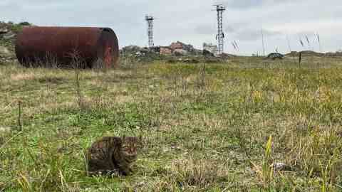 Zahlreiche Katzen, wahrscheinlich ehemalige Leuchtturmhaustiere, streifen durch das felsige Gelände.