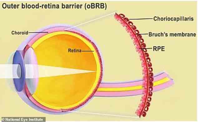Die äußere Blut-Retina-Schranke ist die Grenzfläche der Netzhaut und der Aderhaut, einschließlich der Bruchschen Membran und der Choriokapillaris