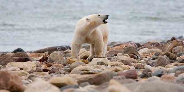 Ein männlicher Eisbär geht entlang der Küste der Hudson Bay in der Nähe von Churchill, Manitoba, 23. August 2010. Eisbären in Kanadas westlicher Hudson Bay – am südlichen Rand der Arktis – sterben weiterhin in großer Zahl, so eine neue Regierungserhebung veröffentlicht Donnerstag, 22. Dezember 2022, gefunden. 