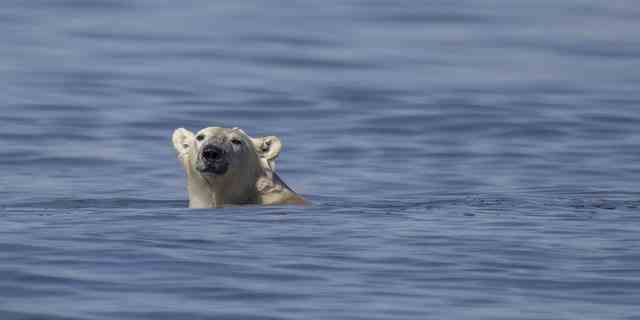 Ein Eisbär schwimmt am 9. August 2022 entlang der Küste der Hudson Bay in der Nähe von Churchill, um einen Beluga-Wal zu fangen. 