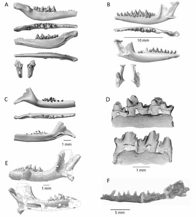 Graustufen-Rekonstruktionen mesozoischer tribosphenischer Säugetier-Dentaries, die in der südlichen Hemisphäre gefunden wurden. 