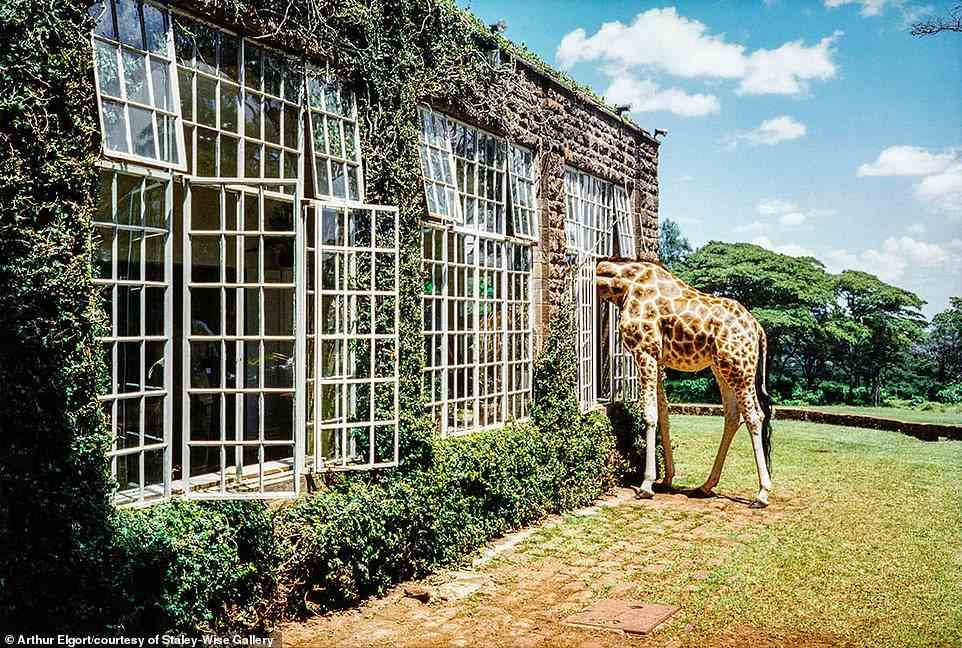 Elgort's photo of Giraffe Manor, a boutique hotel with a resident heard of giraffes in Nairobi, Kenya, was featured in Vogue in 2007