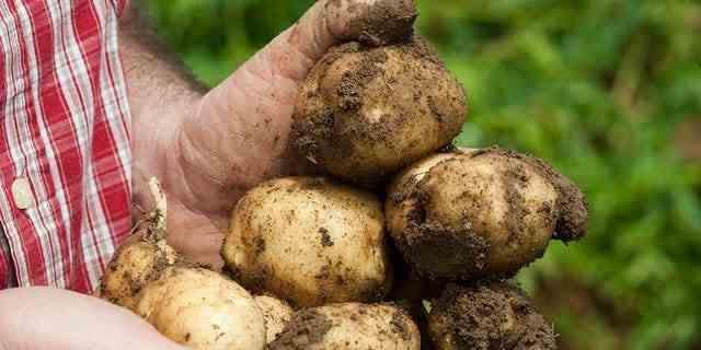 Frisch geerntete Kartoffeln sind mit Erde bedeckt dargestellt.  Laut einer neuen Studie waren einfache Salzkartoffeln nicht mit einem höheren Diabetesrisiko verbunden. 