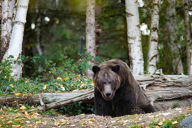 Männliche Grizzlybären haben eine Lebenserwartung von 21 Jahren in menschlicher Obhut und oft weniger in freier Wildbahn