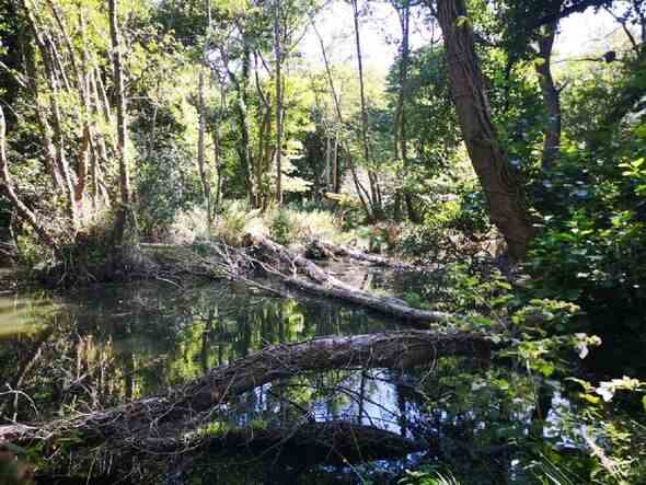 Von Bibern geschaffene Feuchtgebiete in Holnicote, Somerset