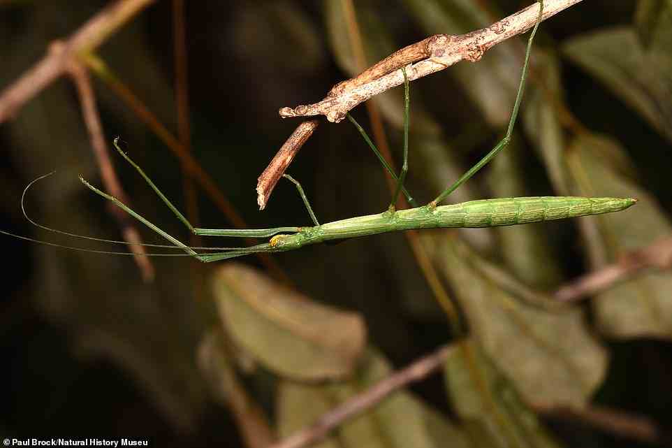 Remarkably, new analysis of the 11 original species of stick insect in the tropics of Australia has revealed there are actually 30 of them. Pictured: Candovia stick insect