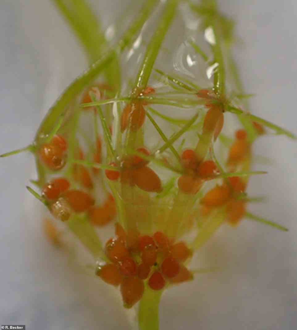 Pictured is the Lamprothamnium sardoum algae that was discovered in a salt marsh in Sardinia this year