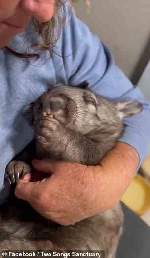 Ein verwaistes Wombat-Baby befindet sich in der Obhut des australischen Two Songs Sanctuary, nachdem seine Mutter getötet wurde