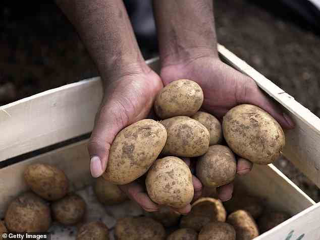 Wissenschaftler sagen, dass Glykoalkaloide – natürlich vorkommende Chemikalien, die in Kartoffeln vorkommen – krebsbekämpfende Eigenschaften haben, die krebserregende Chemikalien aufhalten könnten