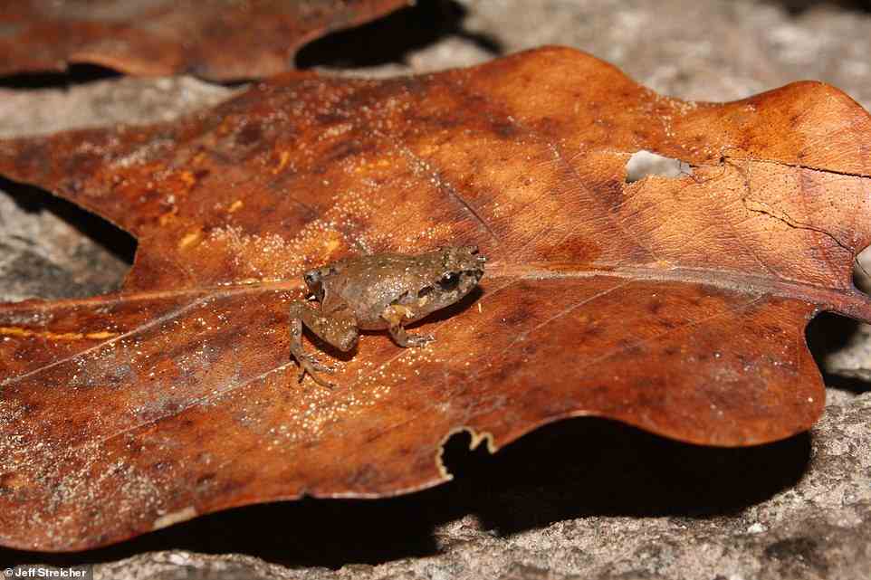 Seven species of frogs also made the list, with six of these emerging as some of the smallest vertebrates known to science, growing to just 0.3 inches (8mm) in length, which hide in the leaf litter in Mexico