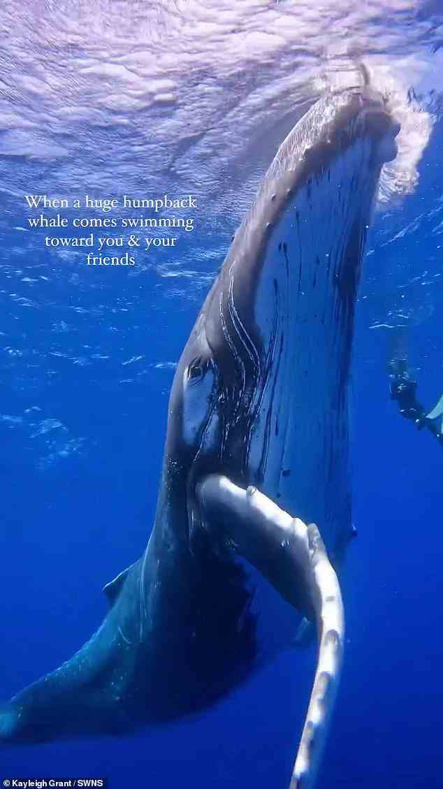 Die professionelle Taucherin Kayleigh Grant filmte das riesige Säugetier, das vor der Küste von Französisch-Polynesien zwischen den Tauchern schwimmt