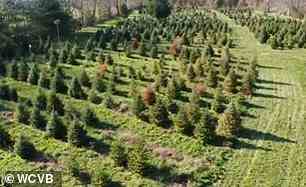 Baumfarmen in den USA mussten aufgrund einer Dürre, die Zehntausende von Bäumen getötet hat, vor Weihnachten schließen