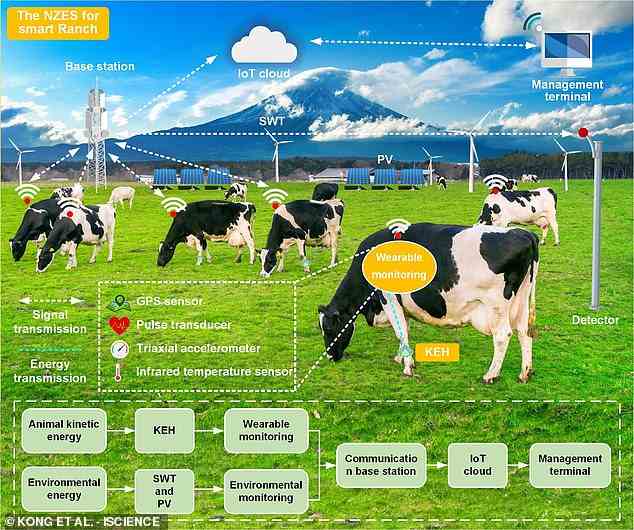 Forscher der Southwest Jiaotong University in China haben eine Smartwatch entwickelt, mit der die Gesundheit, Fortpflanzungsfähigkeit und der Aufenthaltsort von Kühen überwacht werden können