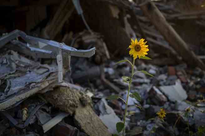 Sonnenblumen wachsen inmitten der Trümmer eines Hauses, nachdem es am 29. August 2022 in Tschernihiw, Ukraine, von Russen bombardiert worden war. 