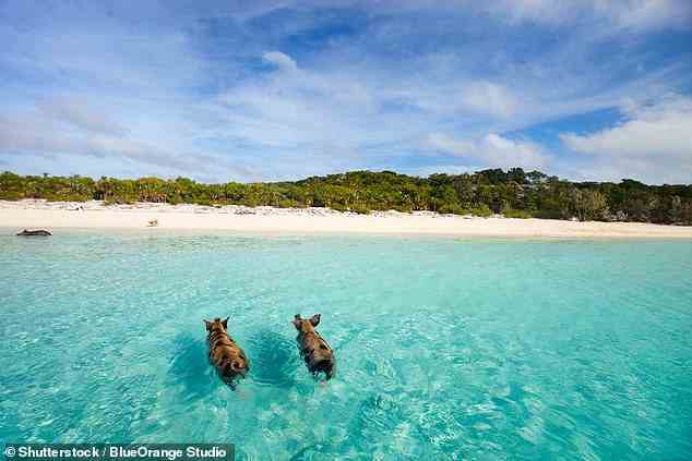Machen Sie einen Tagesausflug zu den berühmten schwimmenden Schweinen der Exuma-Inseln