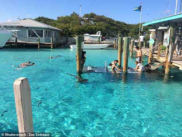 Im nahe gelegenen Yachthafen Compass Cay können Sie mit Ammenhaien schwimmen gehen