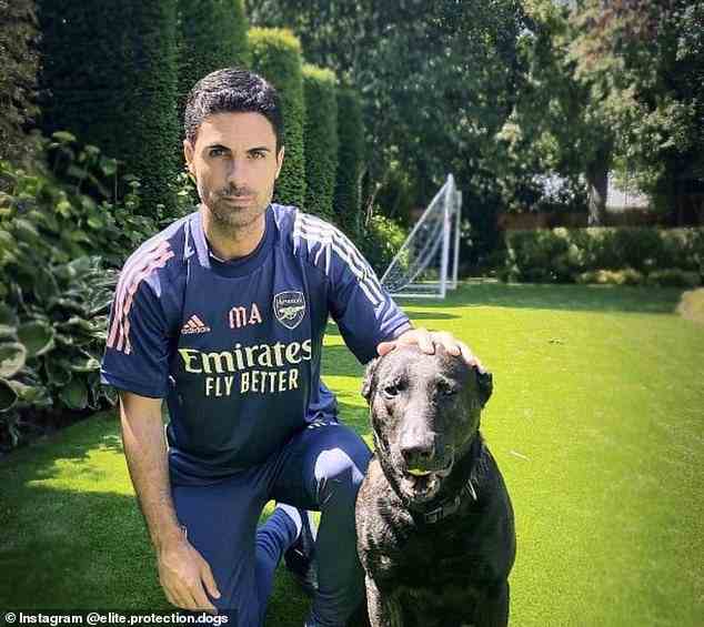 Arsenal-Chef Mikel Arteta gehört zu den Fußballstars, die Wachhunde kaufen, um sein Zuhause zu schützen