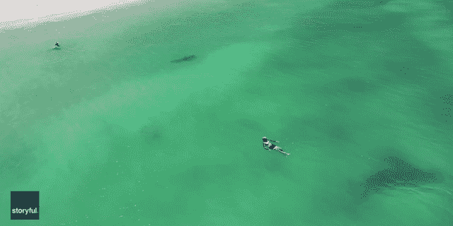 Schwimmer faulenzen im Wasser, während der Tigerhai entlang der Küste von Hillary's Dog Beach hin und her schwimmt.