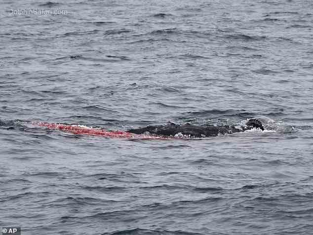 Walbeobachter in Südkalifornien erlebten am Montag die Geburt eines Grauwals nur wenige Meter von ihrem Boot entfernt