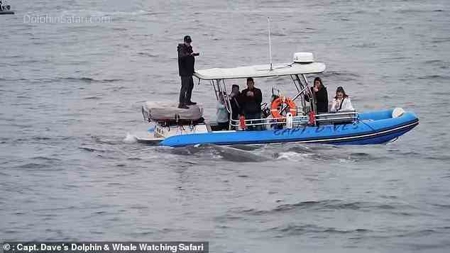 Touristen machten Tonnen von Bildern und Videos von den Walen im Wasser