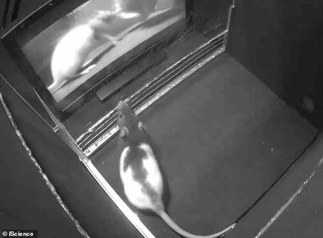 Auf dem Bild ist eine Beobachterratte zu sehen, die auf einem Fernsehbildschirm audiovisuelle Aufnahmen einer Ratte sieht, die gekitzelt wird