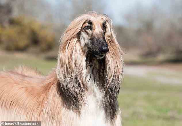 Der Afghanische Windhund (im Bild) wurde vom American Kennel Club als „eine besondere Rasse für besondere Menschen“ beschrieben