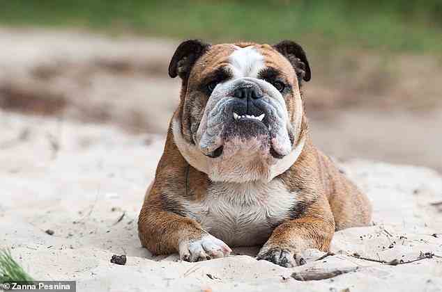 Die Bulldogge, auch bekannt als British Bulldog oder English Bulldog, ist zu einem Symbol britischer Stärke und Hartnäckigkeit geworden