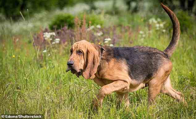 Bloodhound (im Bild), der ein langes, faltiges Gesicht mit loser Haut und flatternden Ohren hat, folgt meilenweit einer Fährte