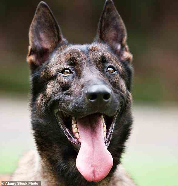 Der belgische Malinois wurde als der intelligenteste Hund von 13 verschiedenen Rassen befunden